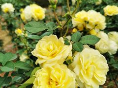 -人民公园(罗湖区)