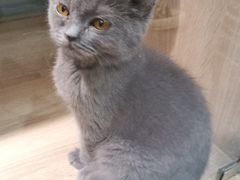 -BABIT巴比特宠物(MOMOPARK店)