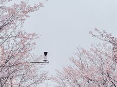 -高东镇樱花园