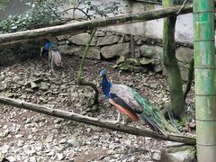 -藏龙百瀑风景区