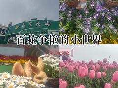 -荷兰花海