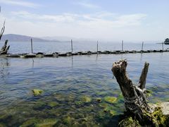 -才村湿地公园