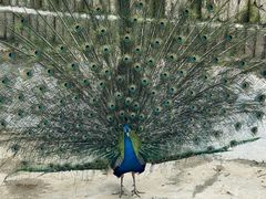 -栾川竹海野生动物园