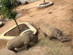 -西霞口神雕山野生动物世界