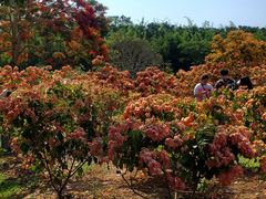 -中国科学院西双版纳热带植物园