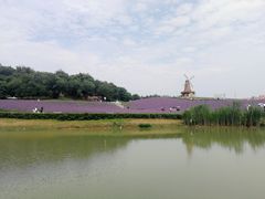 -大塘金香草谷