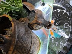 -老姐石板烧烤+铜炭火锅(总店)