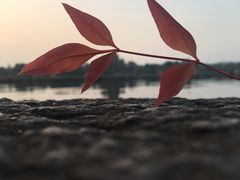 -西湖外事游船(花港观鱼码头)