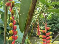 -中国科学院西双版纳热带植物园