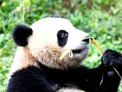 -中国大熊猫保护研究中心雅安碧峰峡基地