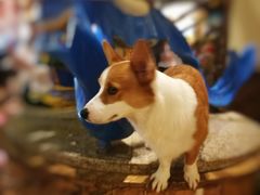 -more than meow吴止猫主题餐厅(承德 中船汇店)