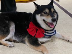 -逗柴咖啡屋·狗咖猫咖宠物桌游