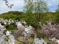 -顾村公园