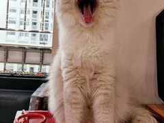 -东山羊庄(八卦岭店)