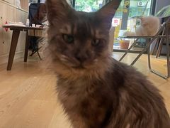 -Meowの猫咖(万家丽店)