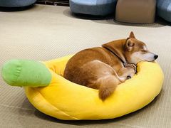 -逗柴咖啡屋·狗咖猫咖宠物桌游