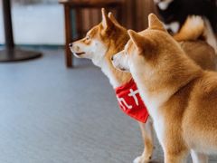 -柴源莊·柴小宠柴犬咖啡