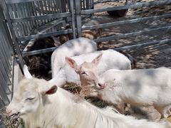 -北京鹿世界主题园