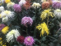 -上海市龙华烈士陵园