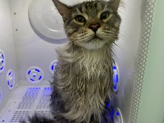 -爱洗澡的猫(望京店)