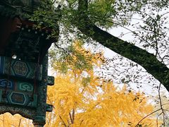-北京国子监胡同