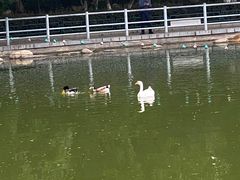 -莲湖公园
