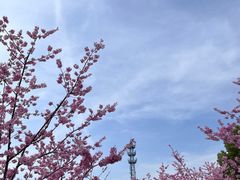 -顾村公园