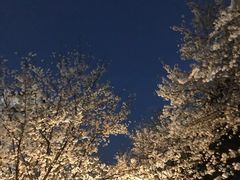 -武汉大学-樱园