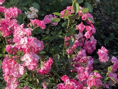 -上海共青森林公园