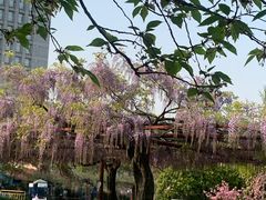 -嘉定紫藤园