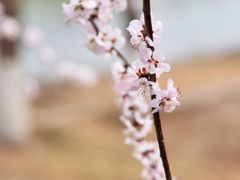 -桃花堤公园