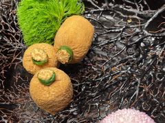 -大拙里·精致融合菜(沙湖桃源国际店)