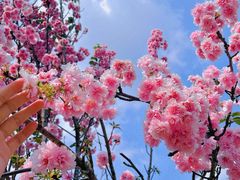 -天适樱花悠乐园