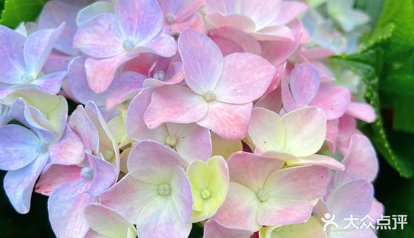 仙湖花展｜春日赏花｜满眼都是春天，美醉了