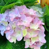 仙湖花展｜春日赏花｜满眼都是春天，美醉了