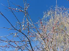 -思金拉措庄园藏餐(太阳岛店)
