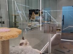 -babydoll猫舍·米努特·德文·缅因(久光中心店)
