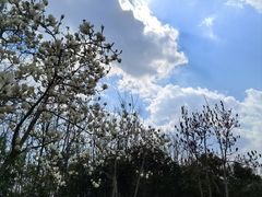 -合肥滨湖国家森林公园