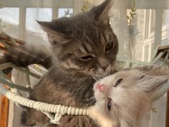 -米苏动物医院·犬猫专科·骨科外科内窥镜