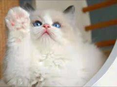 -客栈猫舍(中央北路店)