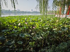 -济南大明湖景区