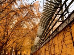 -三里屯东五街银杏大道