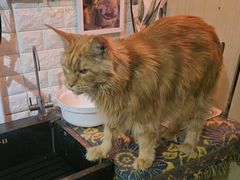 -平行世界·猫咖(首经贸店)