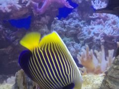 -烟台海昌鲸鲨海洋公园