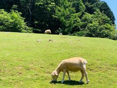 -神户市立六甲山牧场