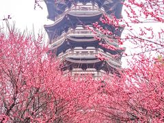 -洋湖国家湿地公园