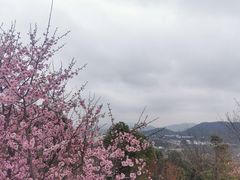 -香雪海