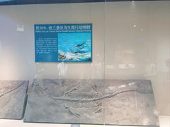 -安徽省地质博物馆