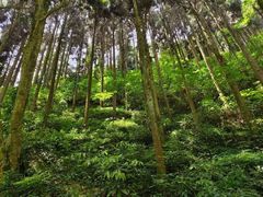 -刘伯温故里景区百丈漈