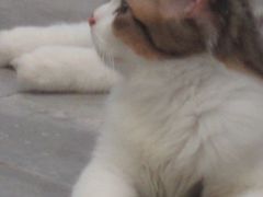 -楼上猫咖(罗湖店)